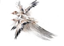 - Agrandir l'image, .JPG 3.3Mo (fenêtre modale)