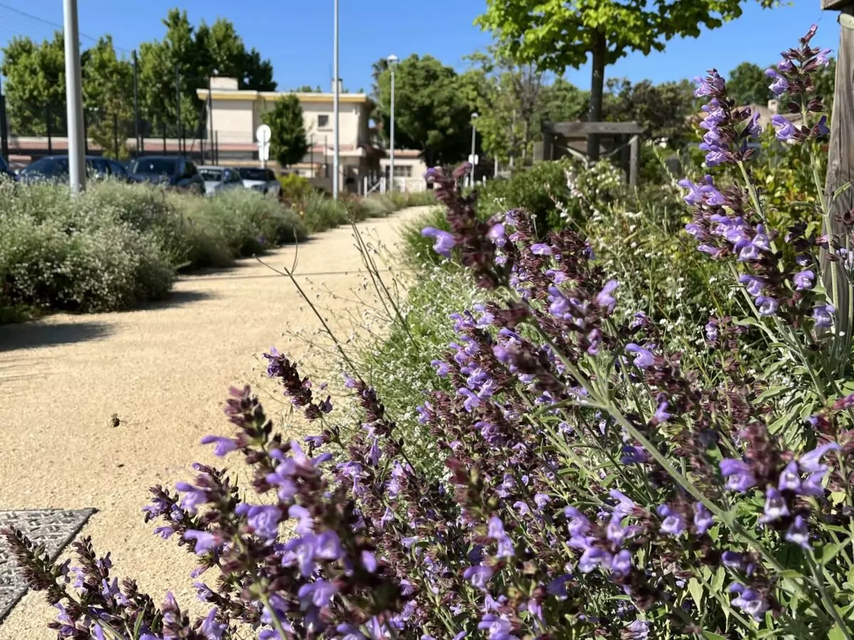 Abords école, plan de lavande avec focus sur une abeille, cheminement piétonnier
