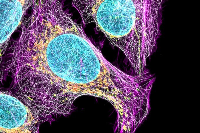 macro d'une cellule sur fond noir pour illustrer la conférence 