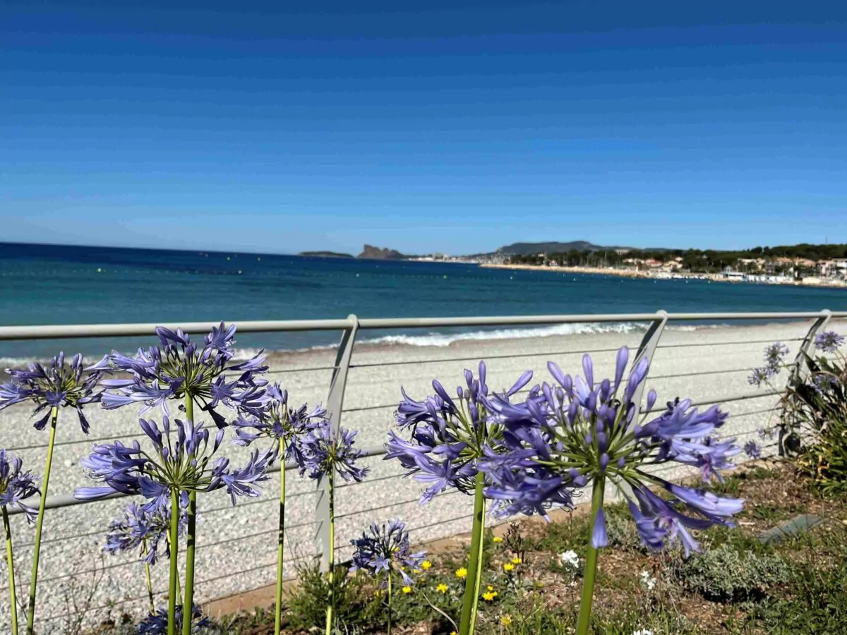 Baie des Lecques avec au 1er plan des fleurs violettes